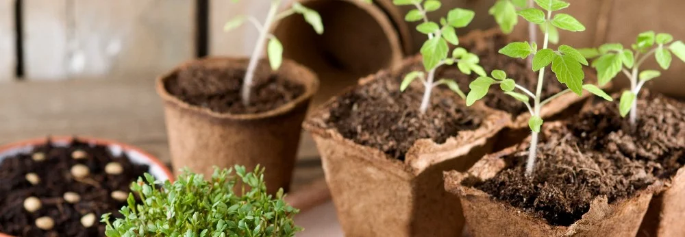 Tomatensetzlinge in Töpfchen